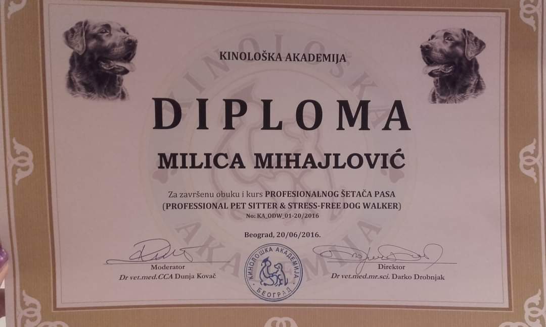 diploma